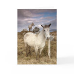 Connemara Ponies Card
