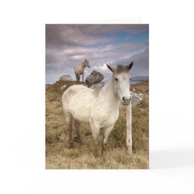 Connemara Ponies Card by cARTerART