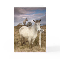 Connemara Ponies cards by cARTerART Connemara Ponies cards