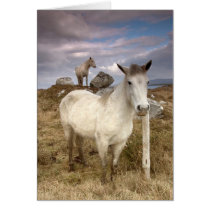 Connemara Ponies. Card by cARTerART by cARTerART Connemara Ponies. Card by cARTerART