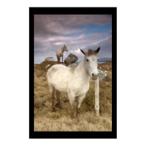 Connemara Ponies. Poster by cARTerART posters by cARTerART Connemara Ponies. Poster by cARTerART posters