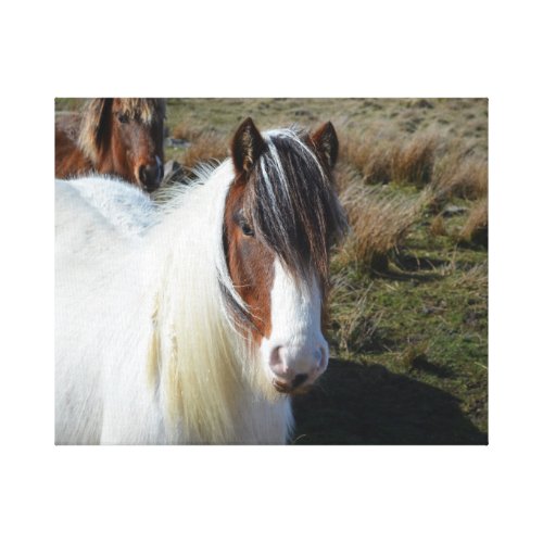Connemara Pony Stretched Canvas Prints