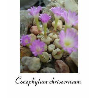 Conophytum chrisocruxum shirt