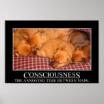Consciousness: the annoying time between naps (L) Print