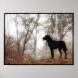 Conservation Canine "Scooby" Picture/Print posters