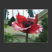 Conservatory Flower postcards