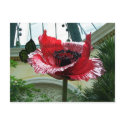 Conservatory Flower postcards by dduhaime55 Conservatory Flower postcards