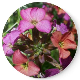 'Constant Cheer' Wallflower Button or Badge
