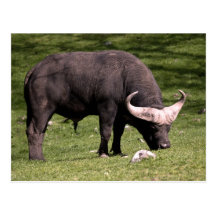 Consumición del búfalo del cabo tarjetas postales