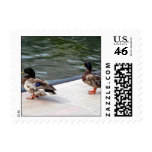 Contemplating a Swim Small Postage