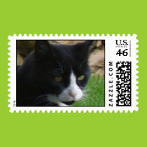 Contemplating kitty postage stamps