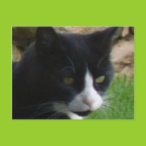 Contemplating kitty postcard postcards
