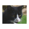 Contemplating kitty postcard by shawke123 Contemplating kitty postcard