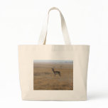 Contemplative Antelope