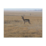 Contemplative Antelope Postcard