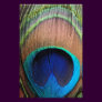 Contemporary Peacock Feather Close-Up Photo Art