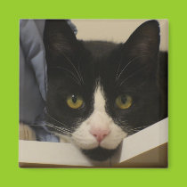 Content Kitty Magnet