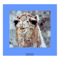 Contented Camel posters
