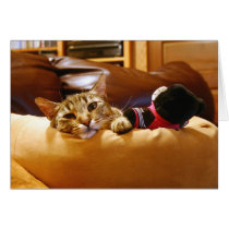 Contented Kitty cards