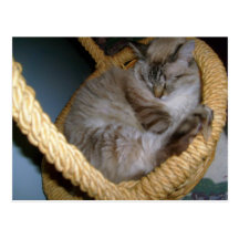 Contented Sleep Postcard