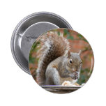 Contented Squirrel Pinback Button