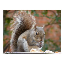 Contented Squirrel Post Cards