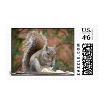 Contented Squirrel stamps