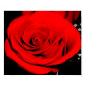 contrast rose posters
