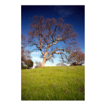 Contrast Tree posters