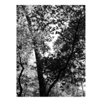 Contrast Trees poster posters