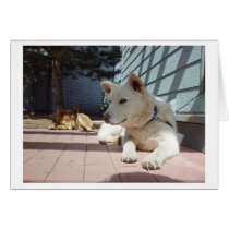 Contrasting Poses cards