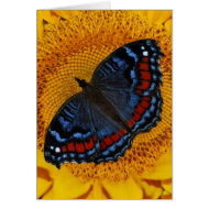 Contrasts card