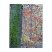 Contrasts postcards