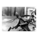 Contrqasting Flower in Black and White posters