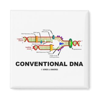 Conventional DNA (DNA Replication) magnet