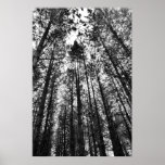 Converging Trees posters