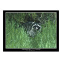 "CONVERSATIONS with a RACCOON" Art Print