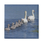 Convoy of Swans Refrigerator Magnets