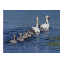 Convoy of Swans Post Card
