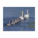 Convoy of Swans Post Card