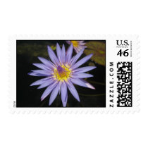 Cooee stamps