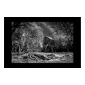 Cook's Meadow Monochrome posters