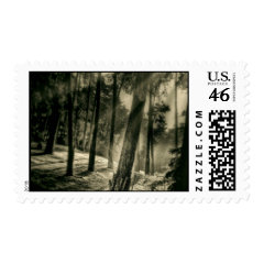 Cool Black and White Forest Sun Rays Nature Gifts Stamps