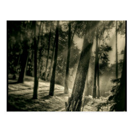 Cool Black and White Forest Sun Rays Nature Gifts Postcard