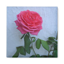 Cool Bloom magnets