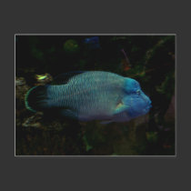 Cool Blue Fish postcards
