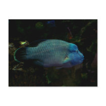 Cool Blue Fish postcards by dduhaime55 Cool Blue Fish postcards