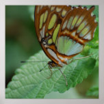 Cool Butterfly Poster