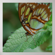 Cool Butterfly Poster