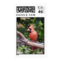 Cool Cardinal postage